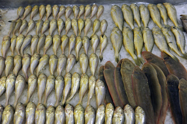 水產(chǎn)黃魚圖片