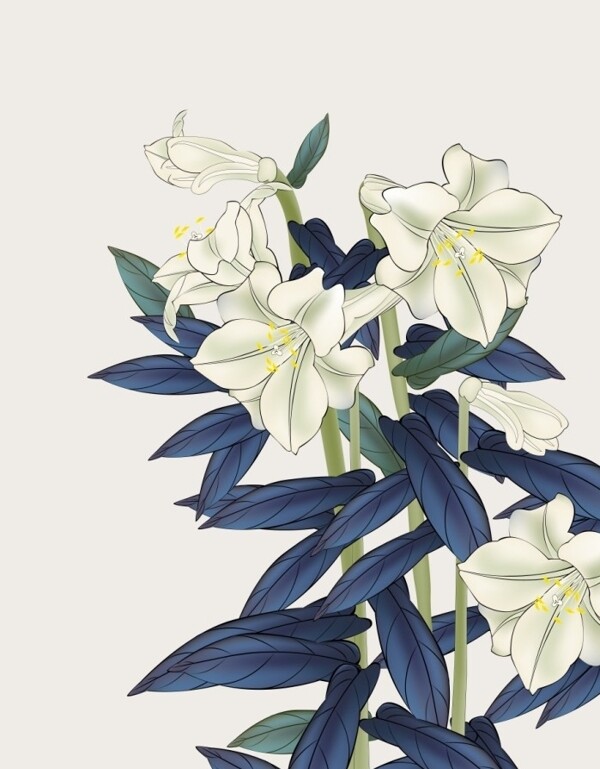 黑葉百合圖片