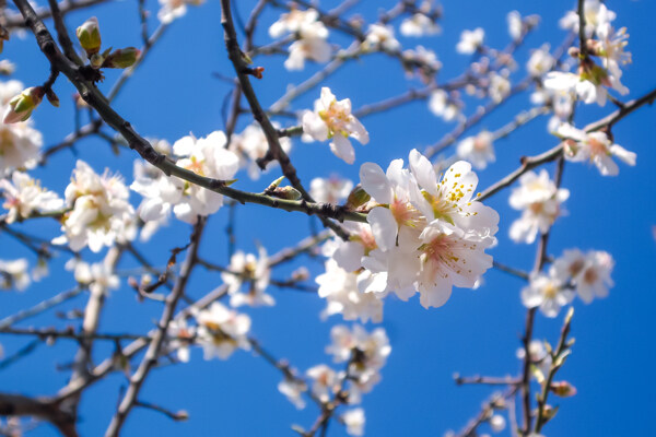 盛開桃花