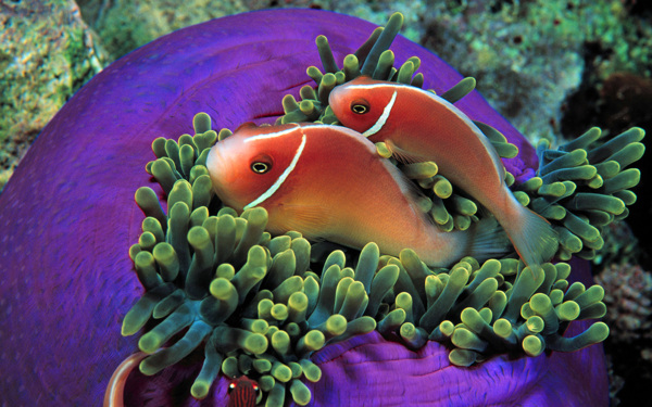 海底生物圖片