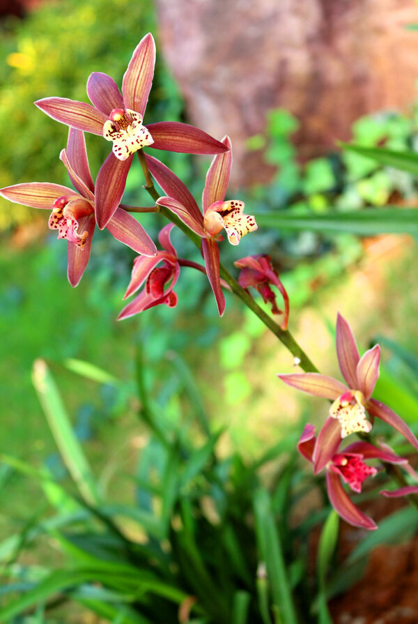 墨蘭蘭花
