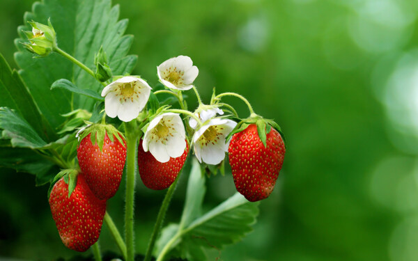 绿色草莓种植草莓
