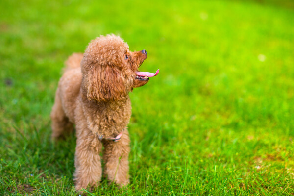 貴賓犬圖片