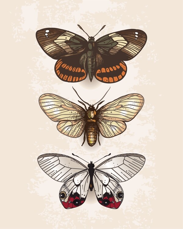 复古蝴蝶标本设计矢量素材