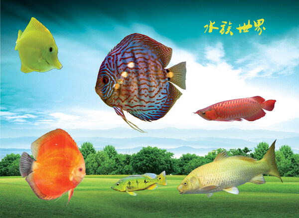 各種觀賞魚背景圖片