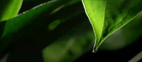 树叶滴水特写高清实拍视频素材