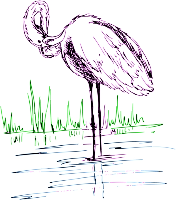 各種鳥類鳥動物矢量素材EPS格式0898