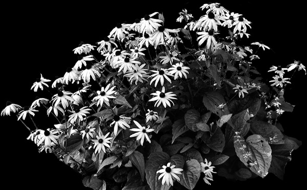 植物貼圖素材建筑裝飾JPG1764