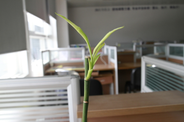 富貴竹發(fā)的芽葉圖片