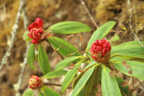 野生植物杜鵑
