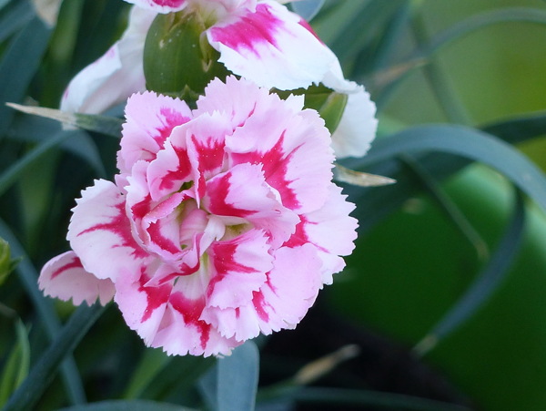 粉色康乃馨花卉图片