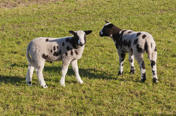 草地上的小羊羔图片