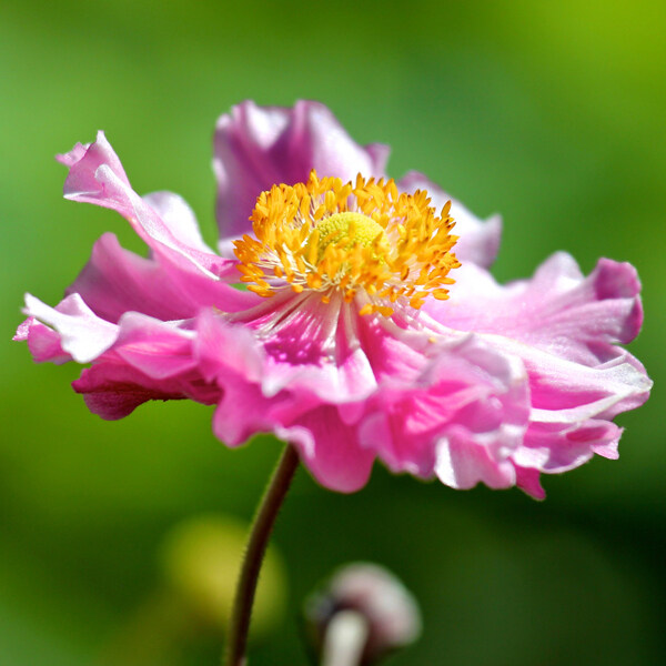 位圖植物攝影寫實(shí)花卉花朵野花免費(fèi)素材