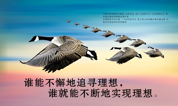 大雁南飛圖片