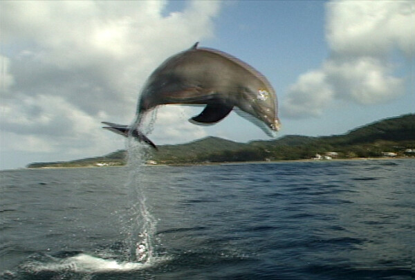 海豚跳起