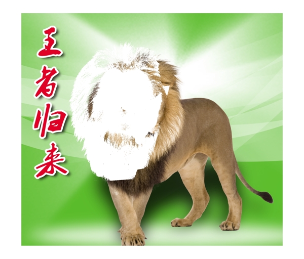 高清獅子圖片