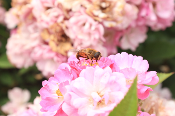 鲜花蜜蜂采蜜
