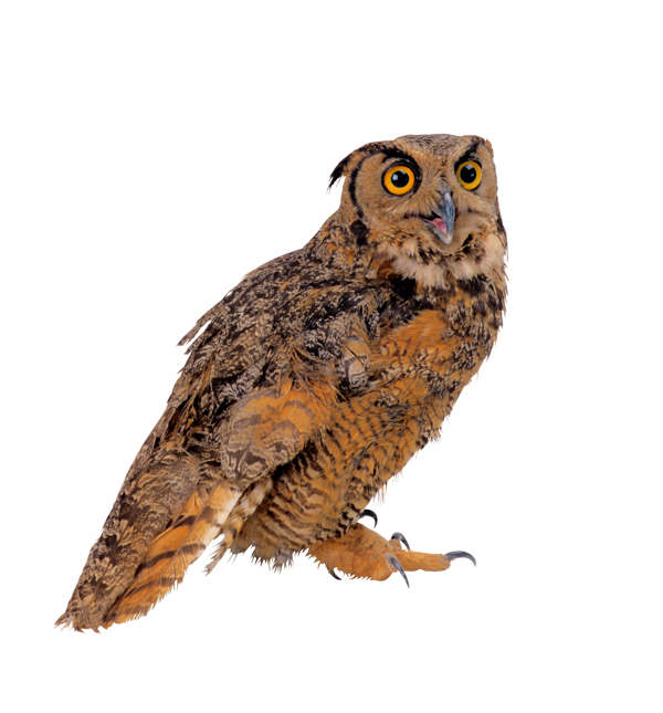 旅鳥貓頭鷹飛翔動物飛行展翅翱翔廣告素材大辭典