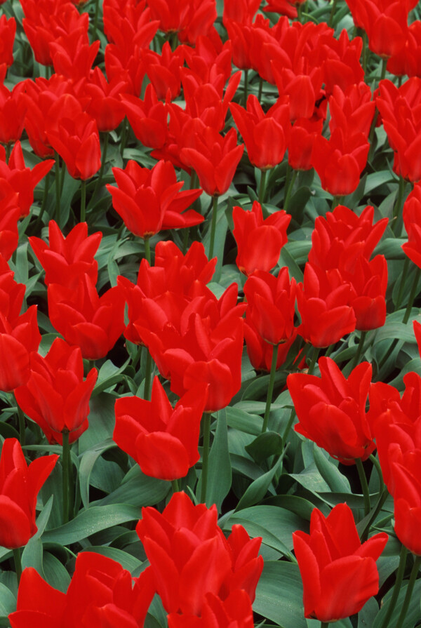 郁金香花卉