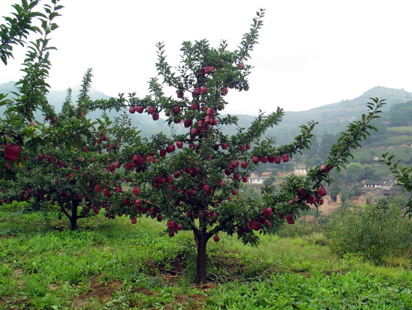 蘋(píng)果果園圖片