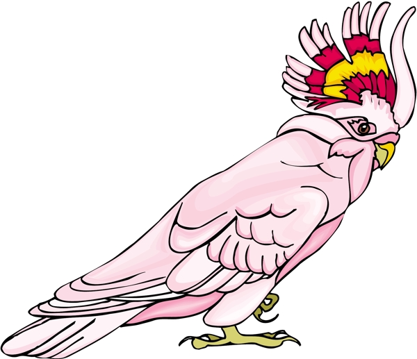 各種鳥類鳥動物矢量素材EPS格式0542