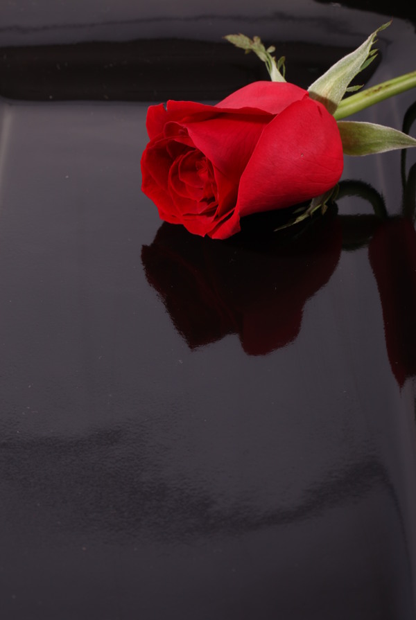 玫瑰花