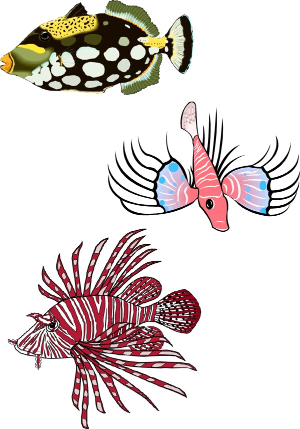 魚圖片