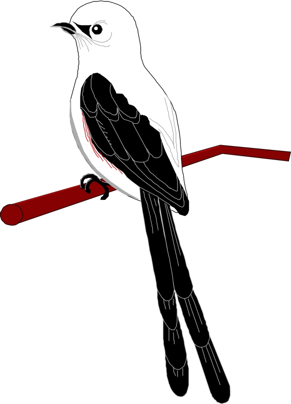 矢量逼真鳥類動物43