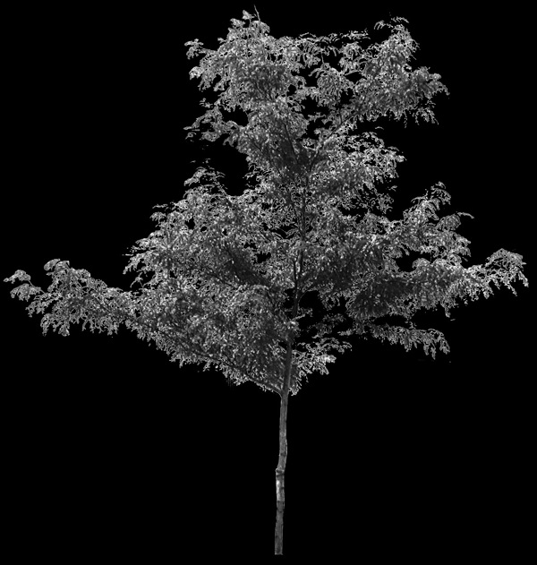 植物貼圖素材建筑裝飾JPG1845