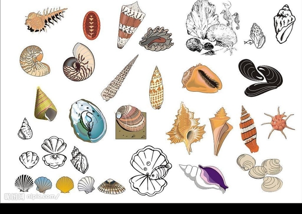 精选CorelDARW海洋生物矢量图海螺贝壳图片