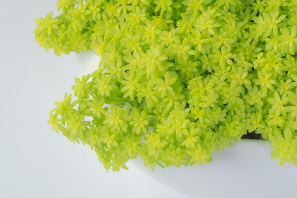 多肉植物