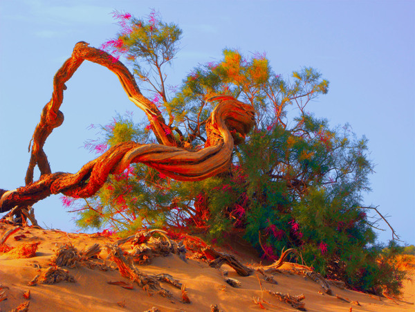 额济纳的大漠胡杨戈壁红柳图片
