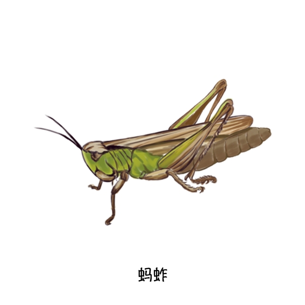 蚂蚱夏季草丛飞行昆虫写实单体特写科普插图