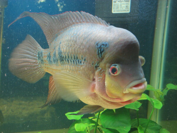 熱帶魚圖片