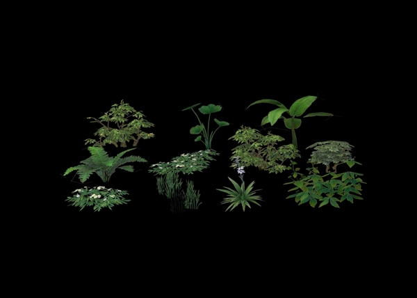 花草植物