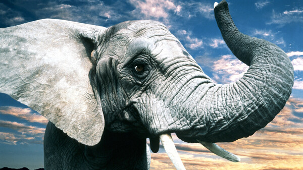 草原上非洲大象图片