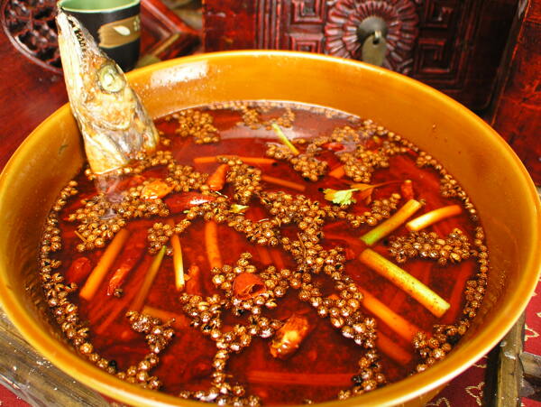 渝都帶魚王圖片