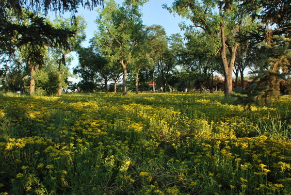 植物園風(fēng)景圖