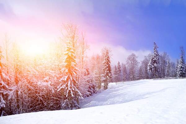 冬季阳光森林图片