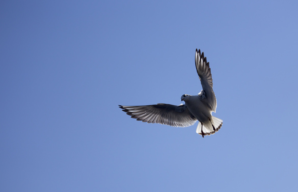 空中飞翔海鸥图片