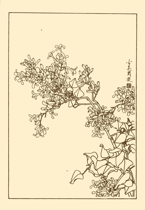 丁香圖片