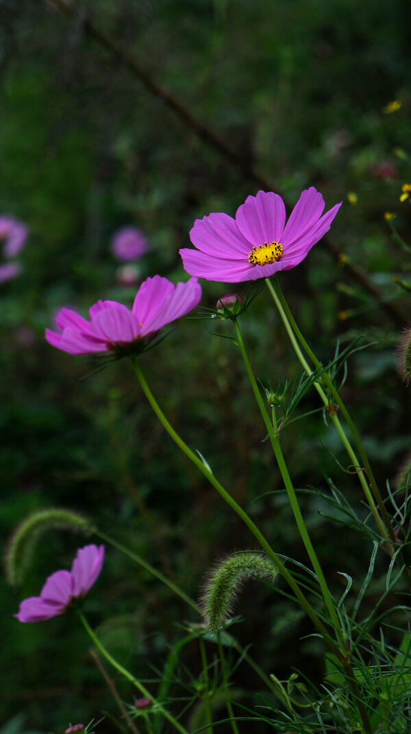 格桑花圖片