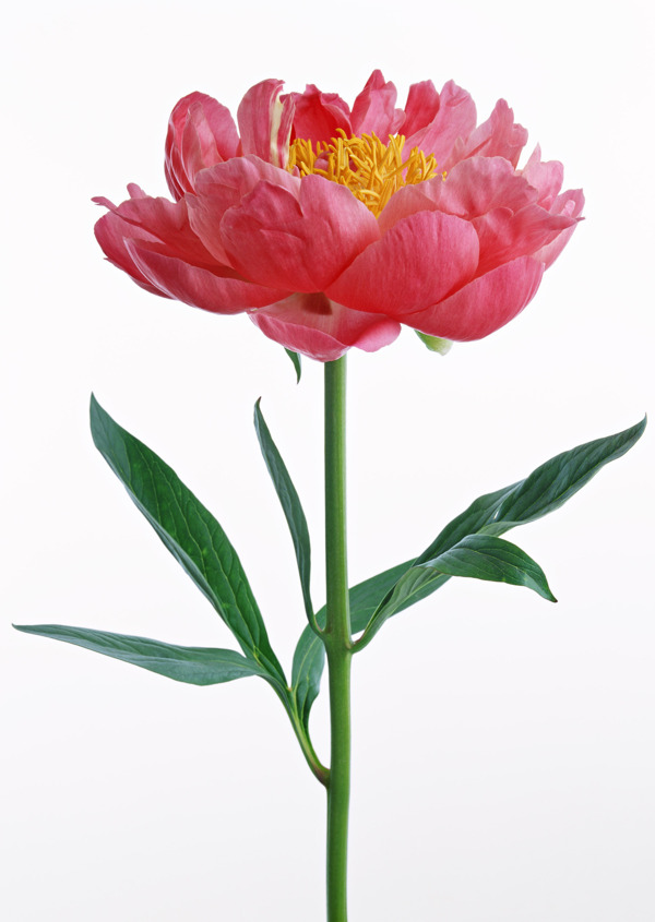 植物鮮花素材