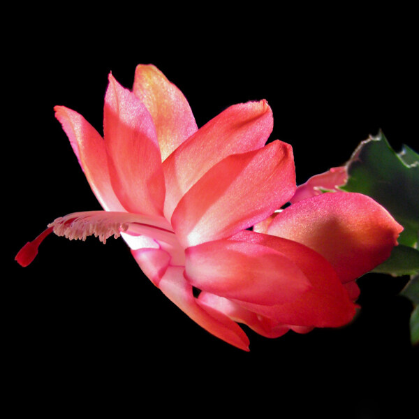 位圖植物攝影寫實(shí)花卉花朵野花免費(fèi)素材