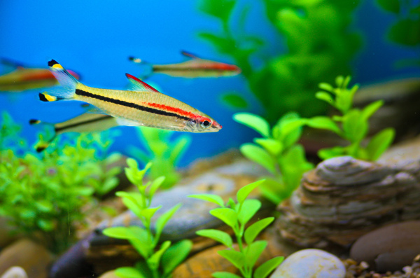 海洋生物