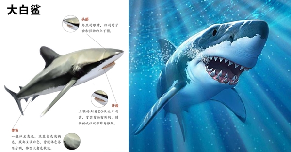 大白鲨画册PPT资料