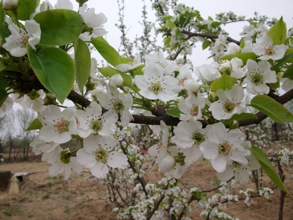 春季梨花