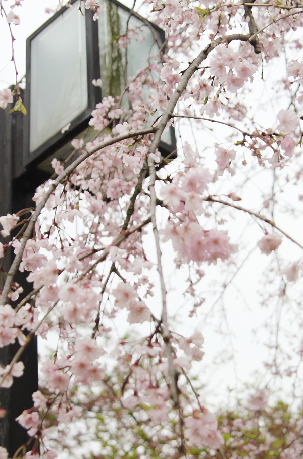 樱花树下图片