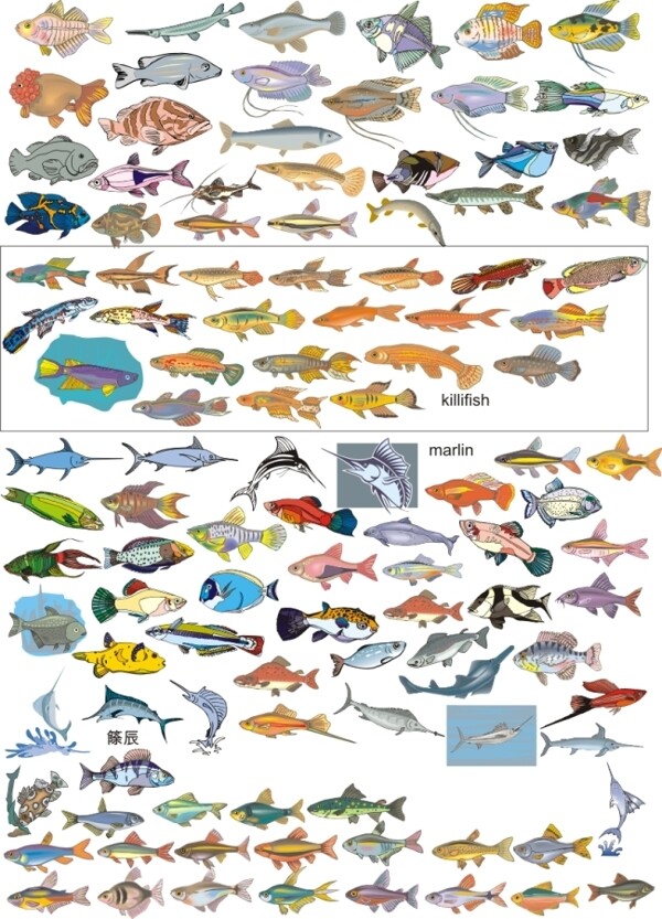 各種魚