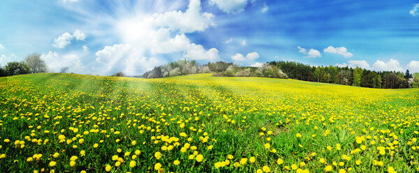 春光明媚漫山遍野的野菊花图片